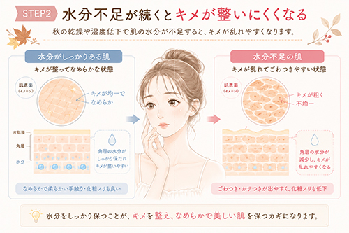 秋になると肌の乾燥やごわつきを感じやすいのはなぜ?