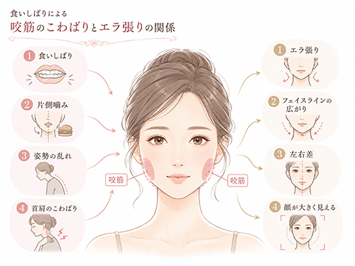 エラ張り・食いしばりで顔が大きく見える方へ|咬筋と生活習慣の関係