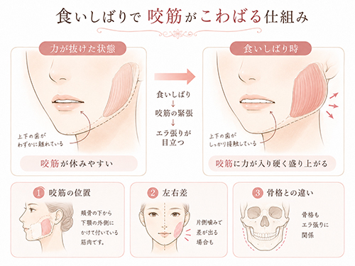 エラ張りに関係する咬筋とは?